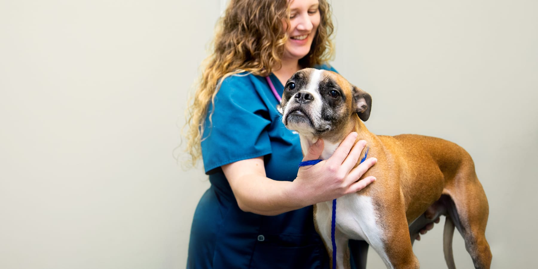 Full-Service Veterinary Care in Flat Rock