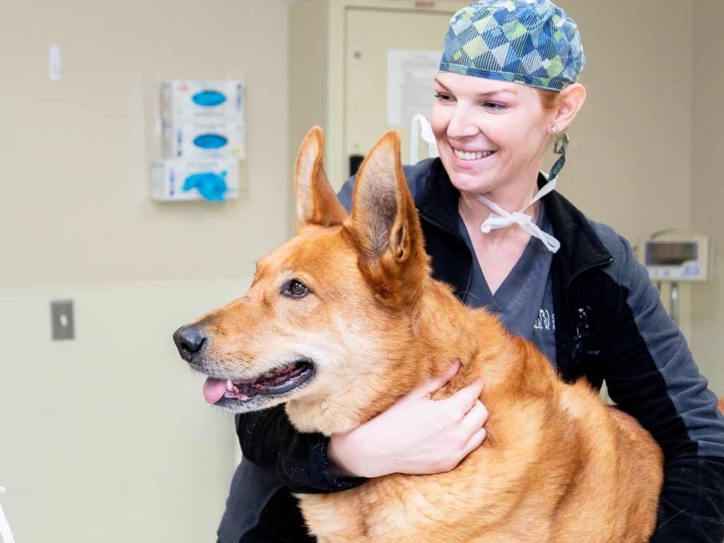 Specialty Emergency Vet In Winston Salem North Carolina