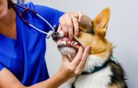 Veterinary Dental Services, Collingwood Vet