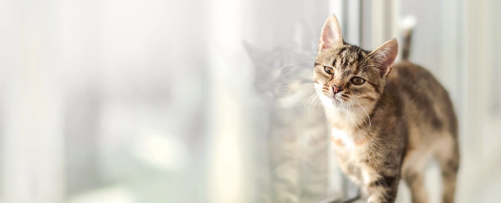 to Riverside Veterinary Clinic Vets in Corpus Christi