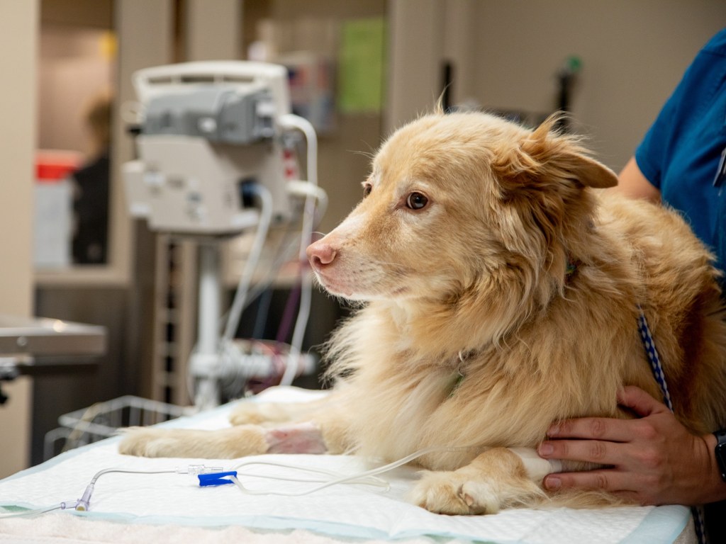 24/7 Emergency & Specialty Veterinary Care, Orange County