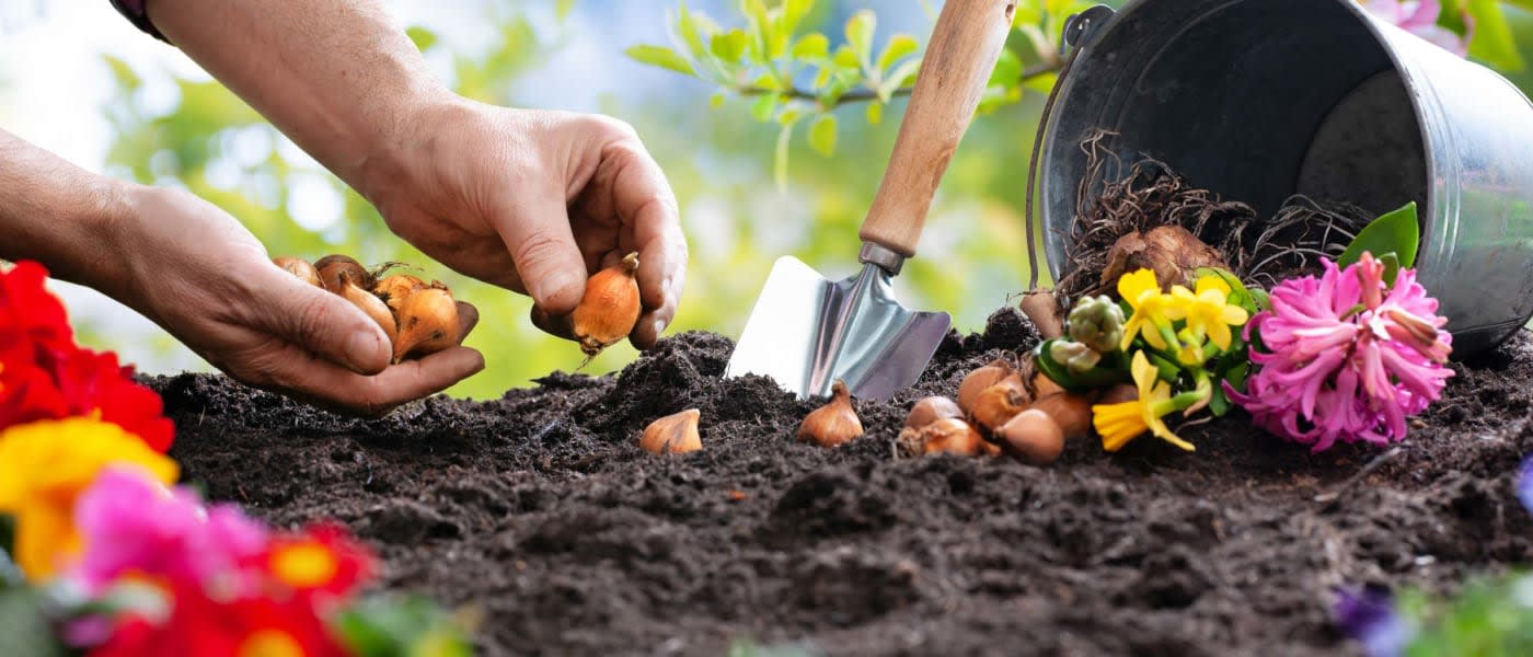 Fall Bulbs, Tulips, Spring Flowers