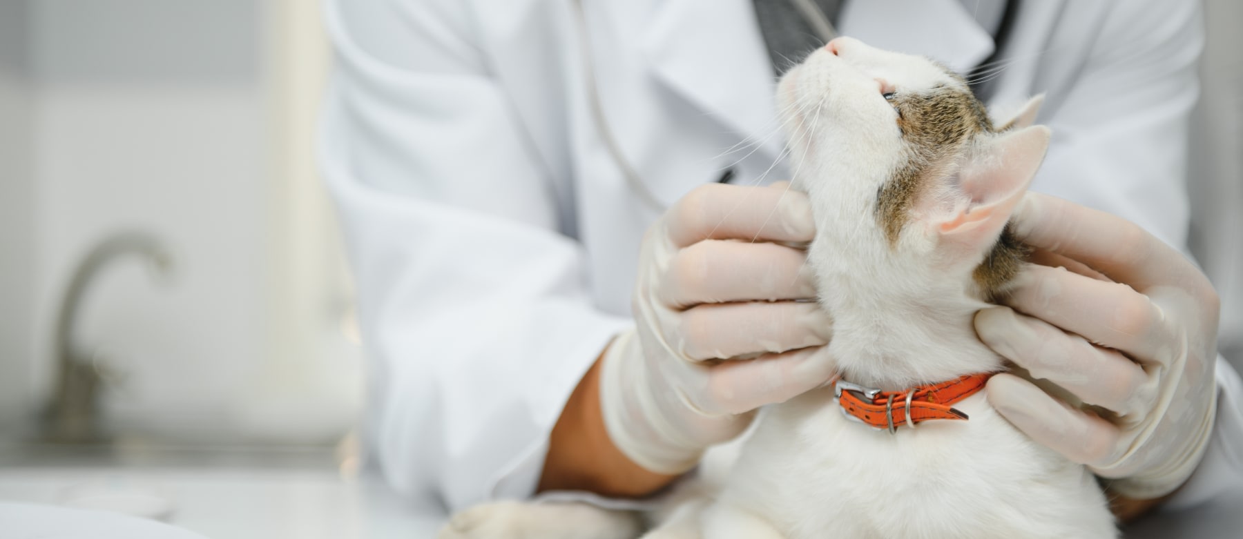 to Choice Veterinary Specialists Westminster Vet Clinic