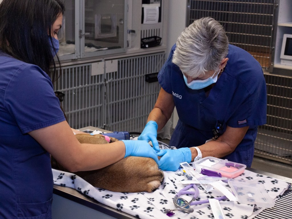 Specialty & Emergency Veterinary Care, Ventura