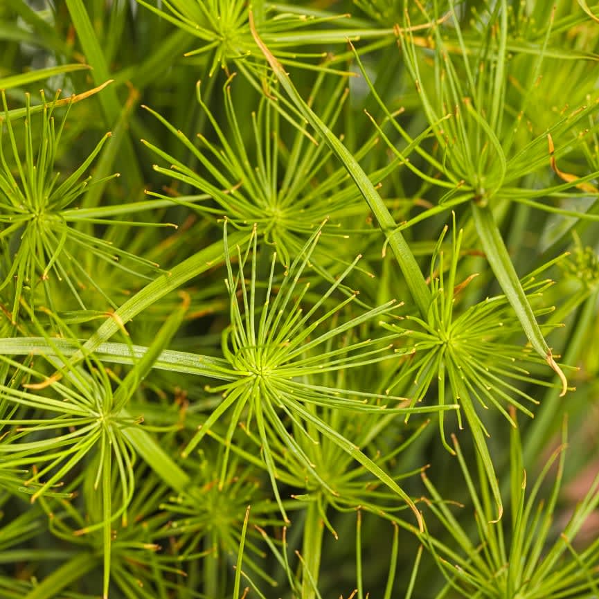 Graceful Grasses® Cyperus Prolifer Queen Tut