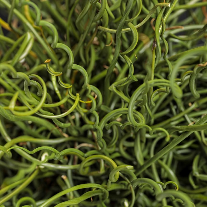 Graceful Grasses® Juncus Curly Wurly