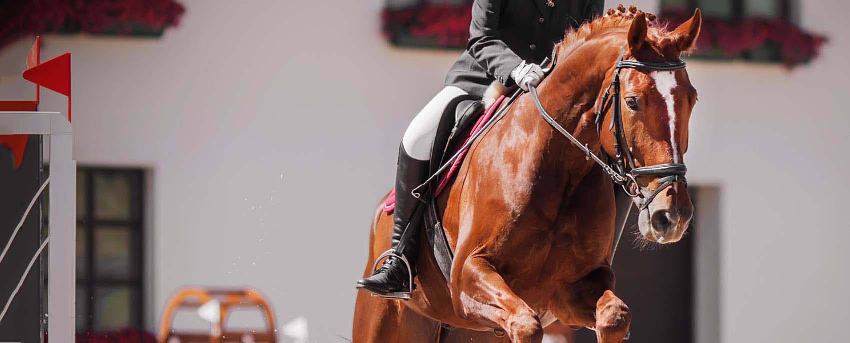 Equine Care, Turlock
