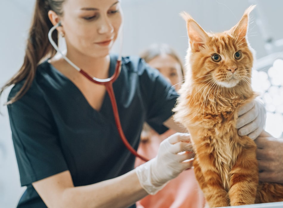 to Gloucester Veterinary Hospital