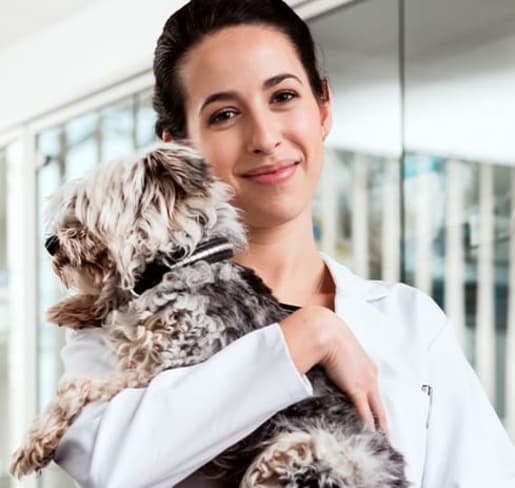 Veterinary Jobs in the US