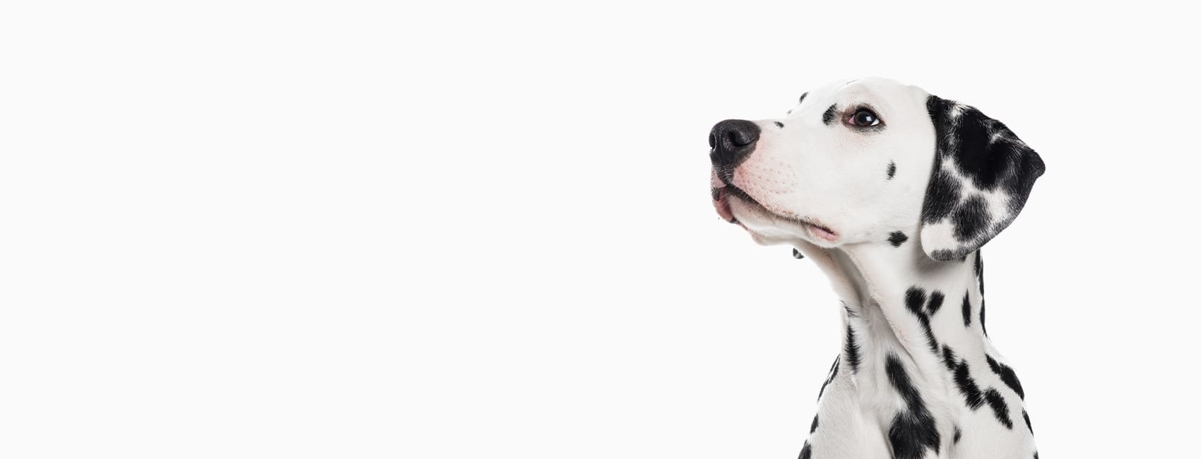 Dix Animal Hospital