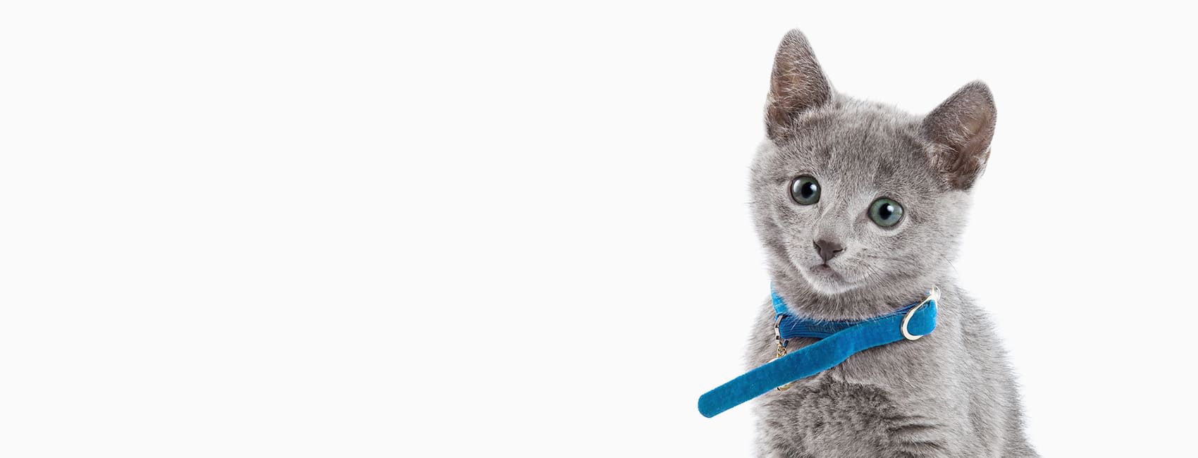Dix Animal Hospital