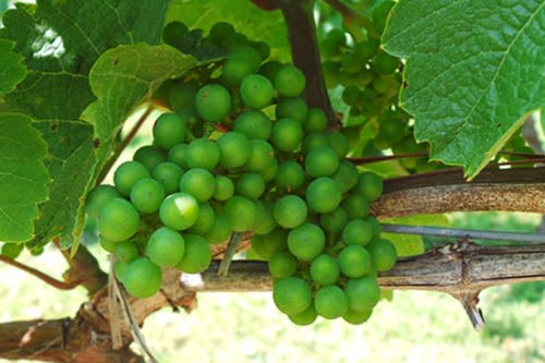 Programmes de certification de la vigne