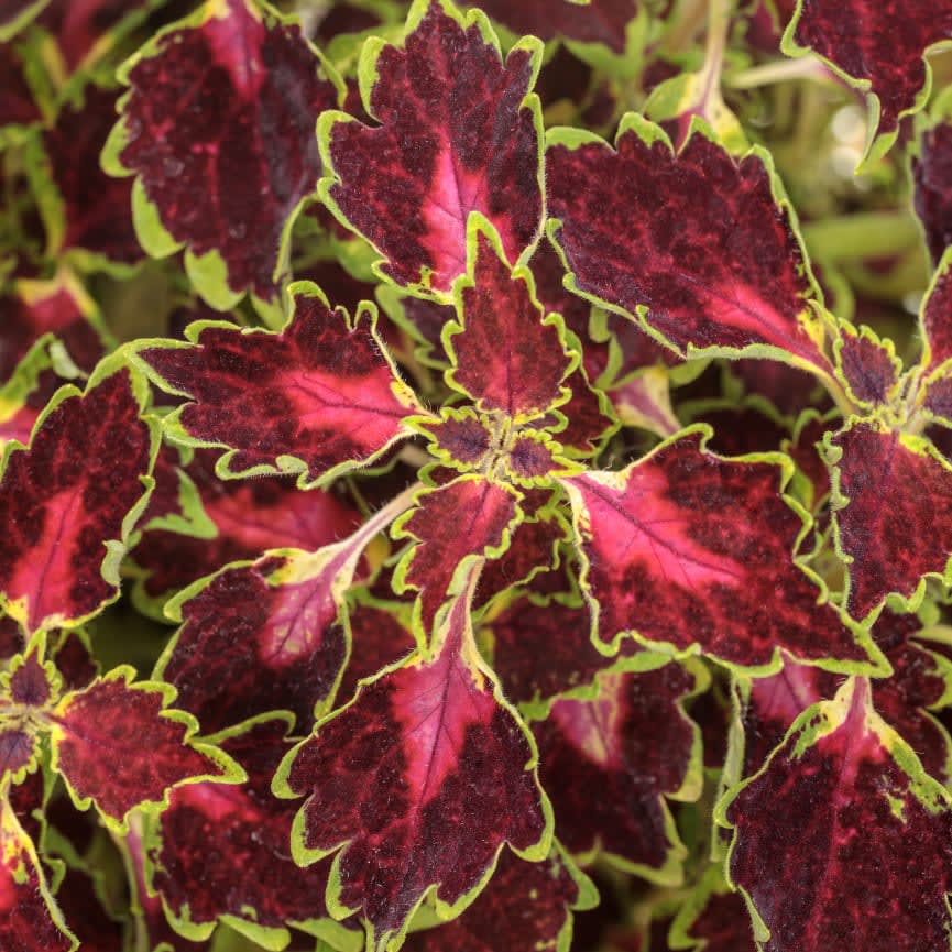 Coleus ColorBlaze® Cherry Drop