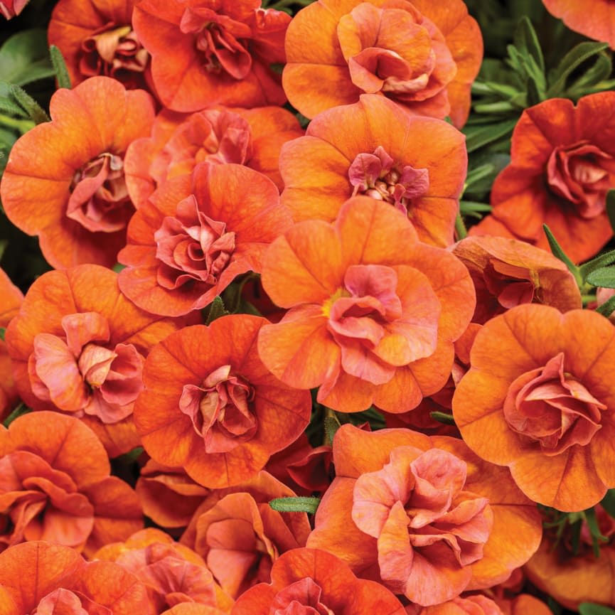 Calibrachoa Superbells® Double Orange