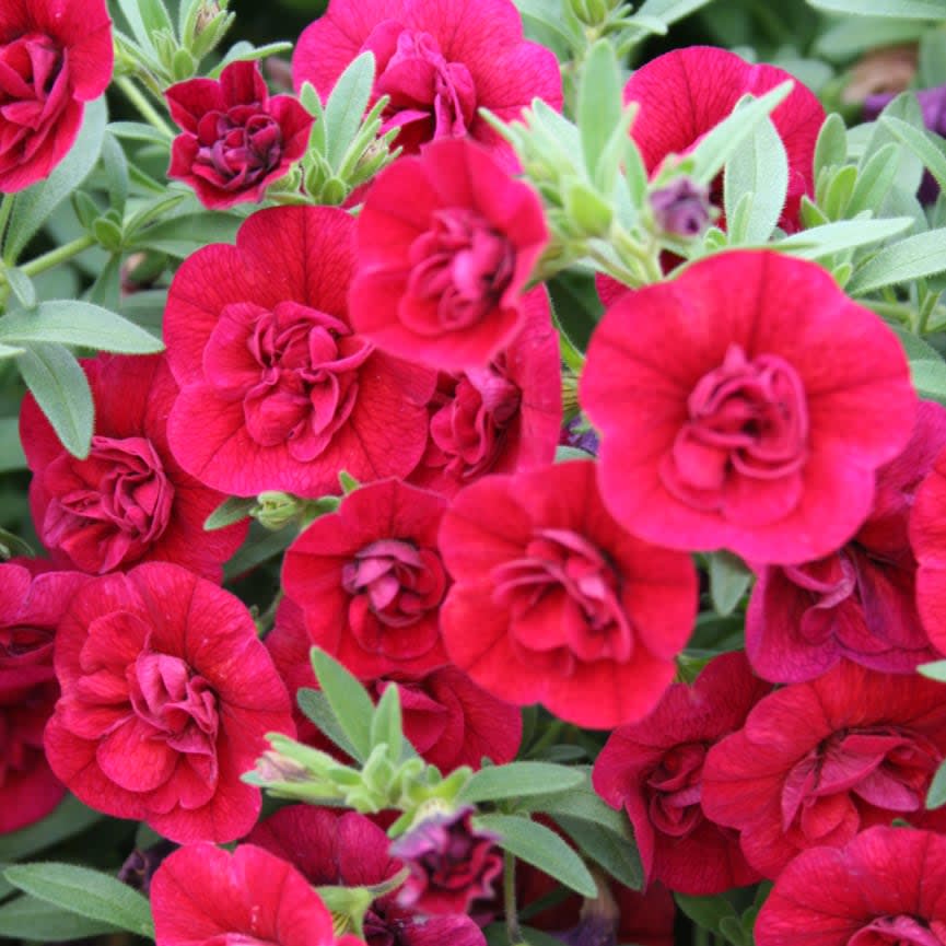 Calibrachoa Superbells® Double Ruby