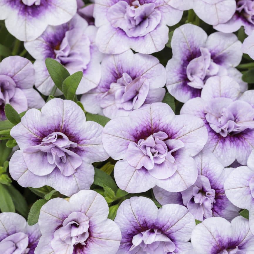 Calibrachoa Superbells® Double Twilight™