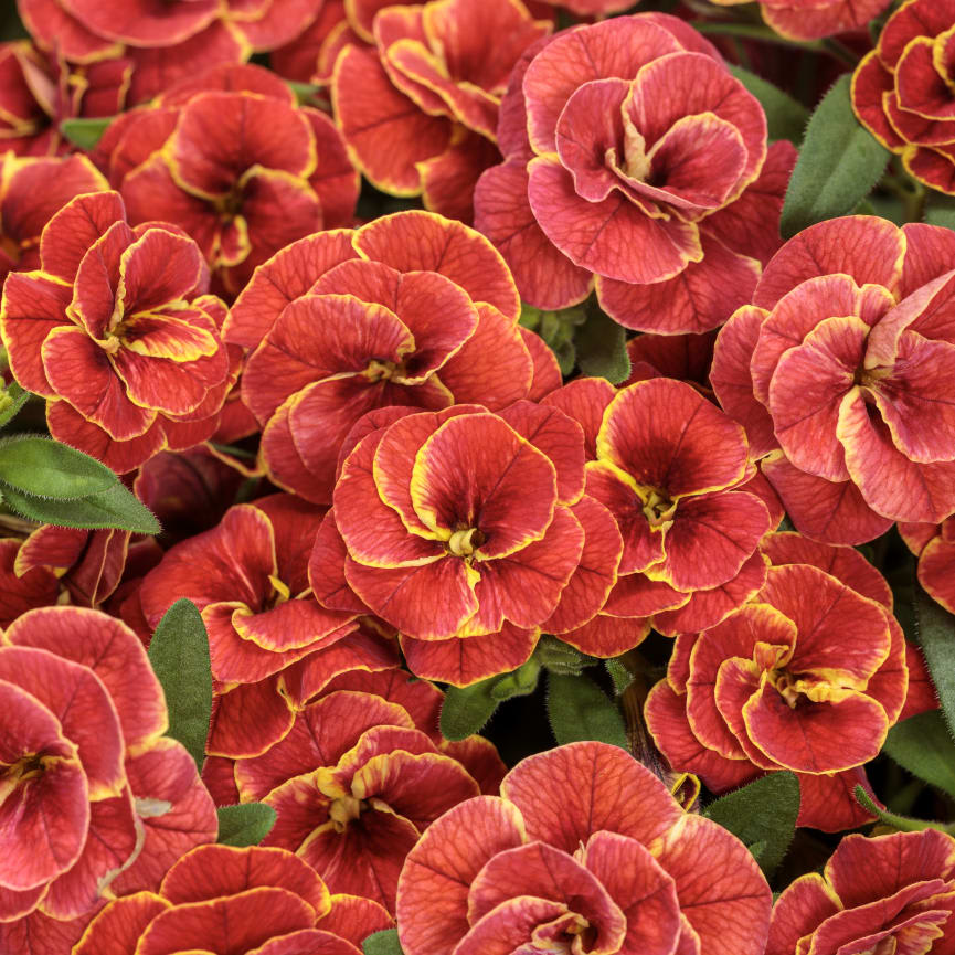 Calibrachoa Superbells® Double Redstone™