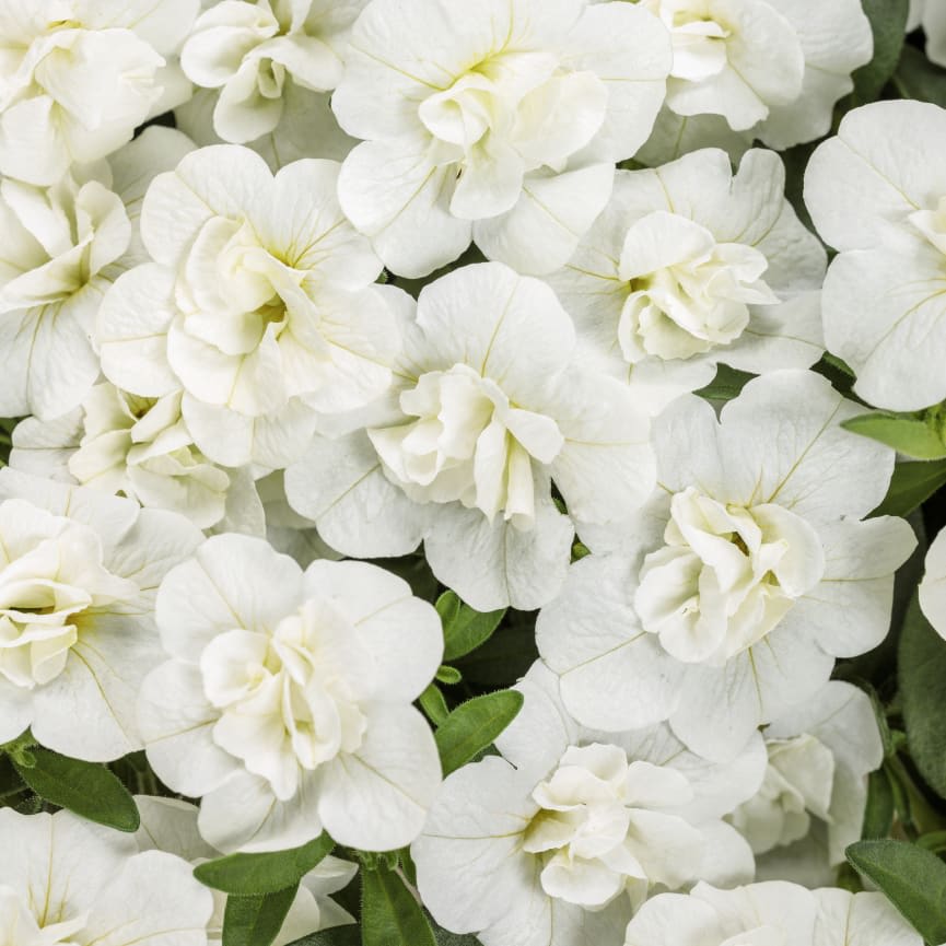 Calibrachoa Superbells® Double White