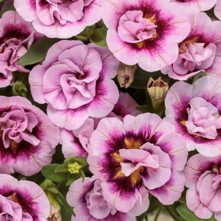 Calibrachoa Superbells® Double Smitten Pink™