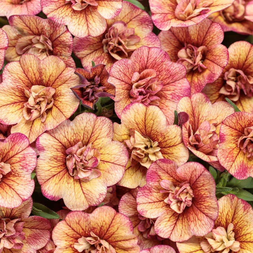 Calibrachoa Superbells® Double Vintage Coral™