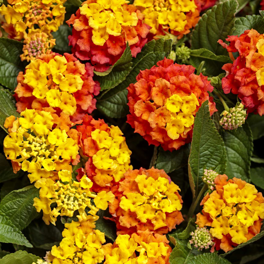 Lantana Luscious™ Basket Tangeglow™