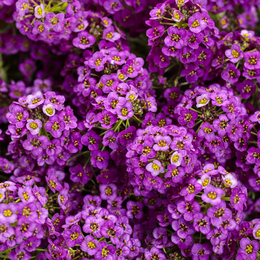 Lobularia Violet Knight®