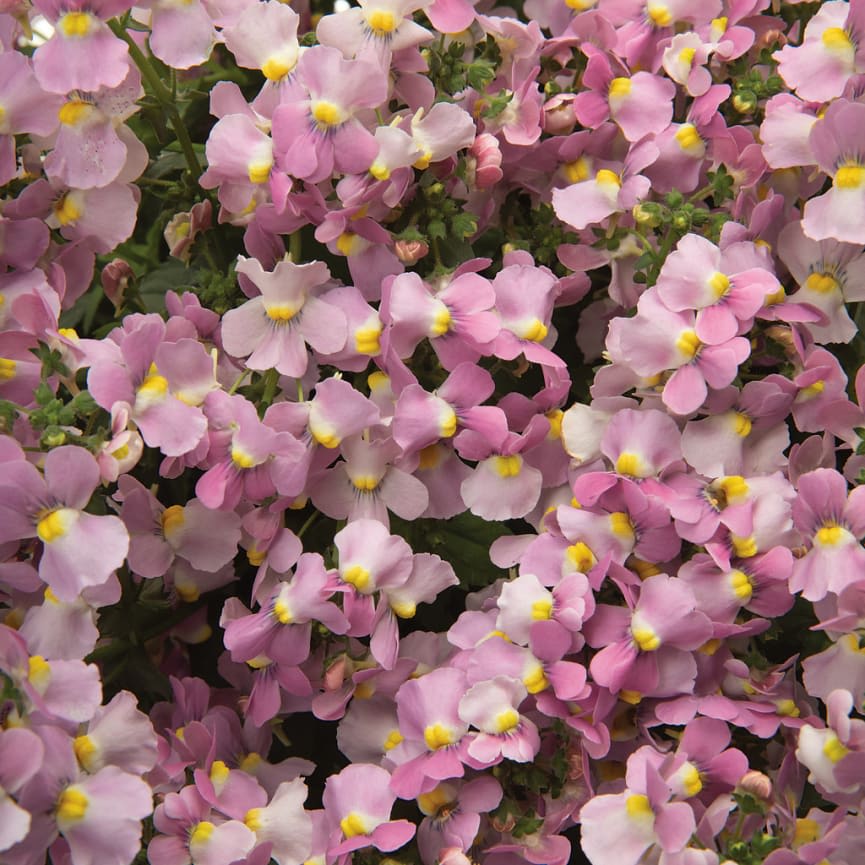 Nemesia Aromance® Pink