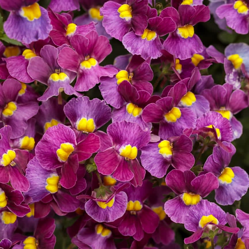 Nemesia Aromance® Mulberry™