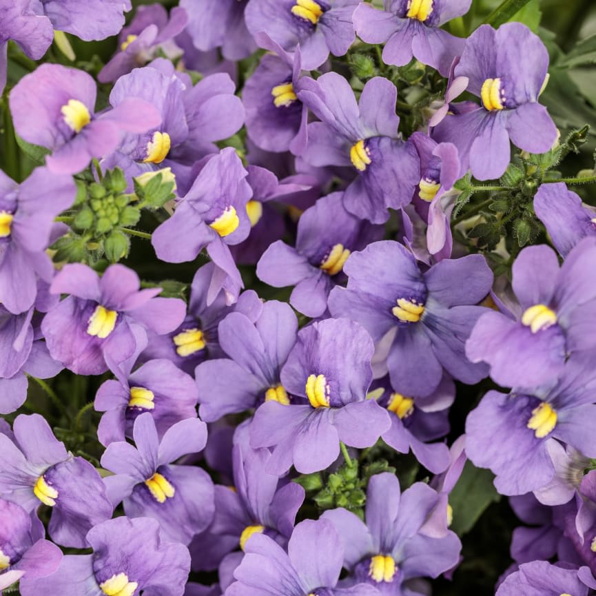 Nemesia Blue Bird