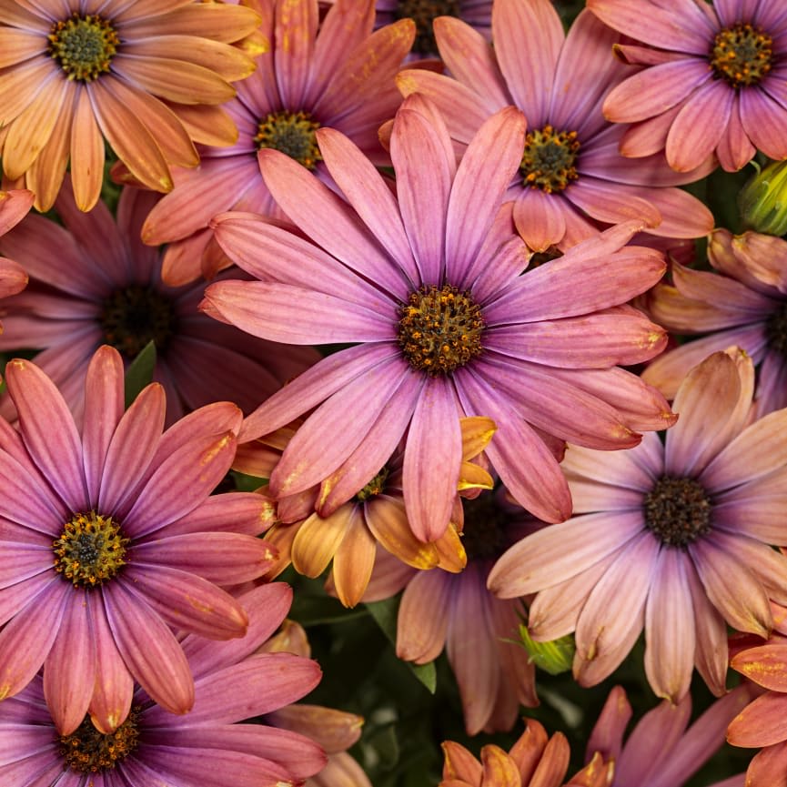 Osteospermum Bright Lights™ Horizon™ Sunset