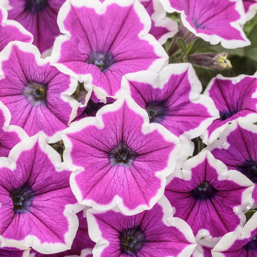 Petunia Supertunia® Hoopla® Vivid Orchid™