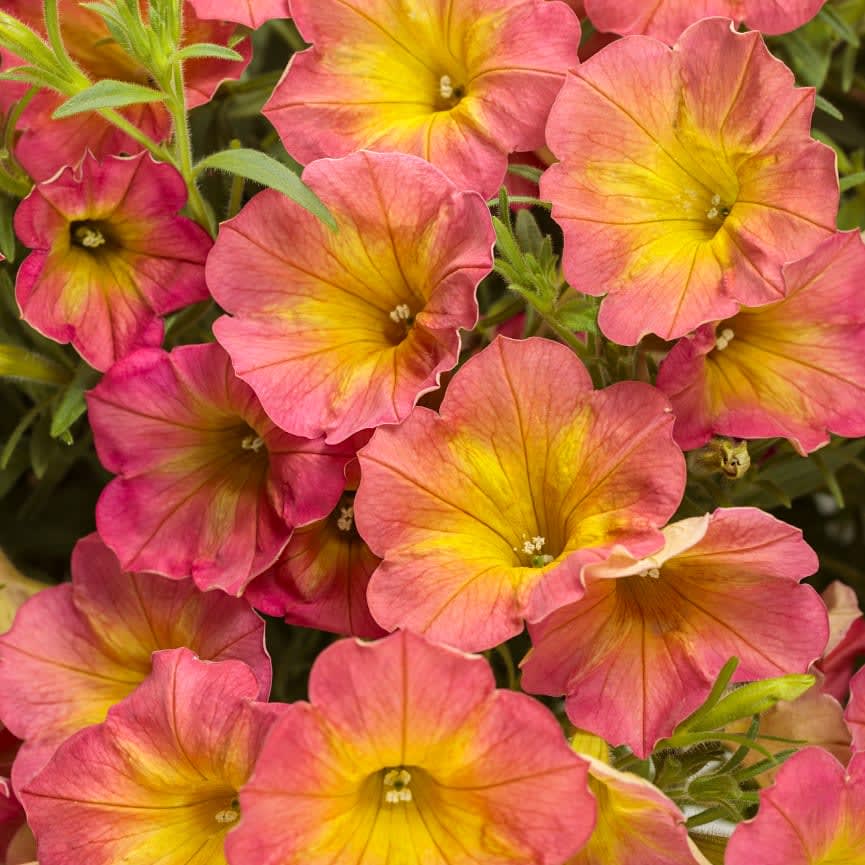 Petunia Supertunia® Persimmon