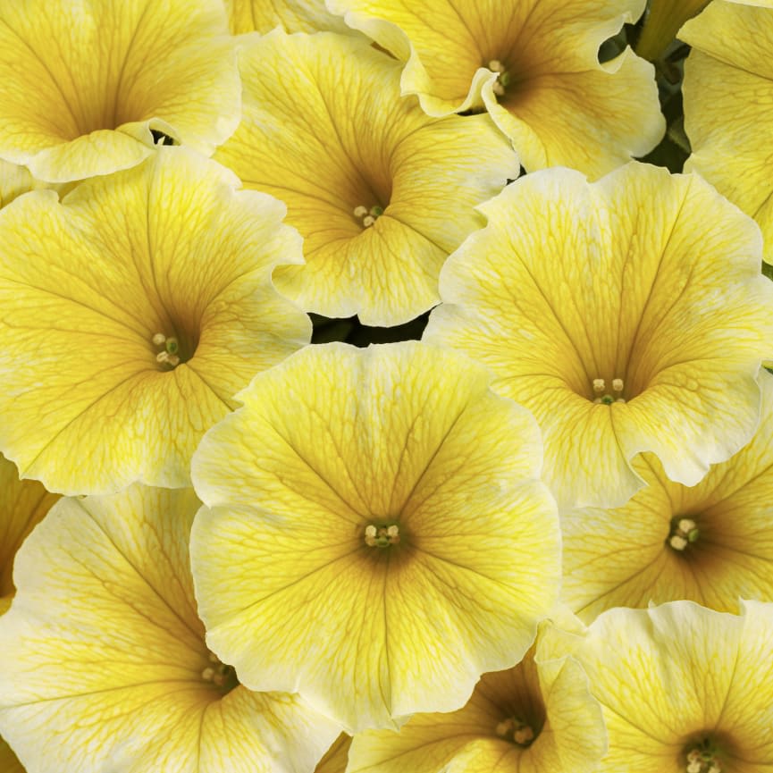 Petunia Supertunia® Saffron Finch™