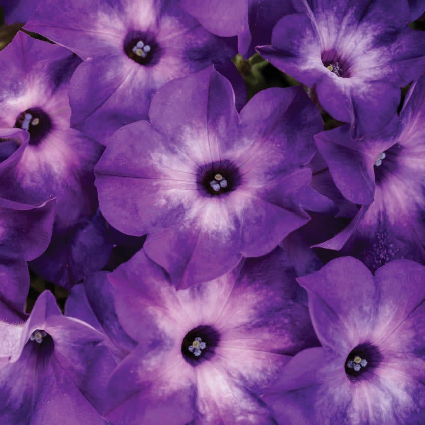 Petunia Supertunia® Tiara™ Blue