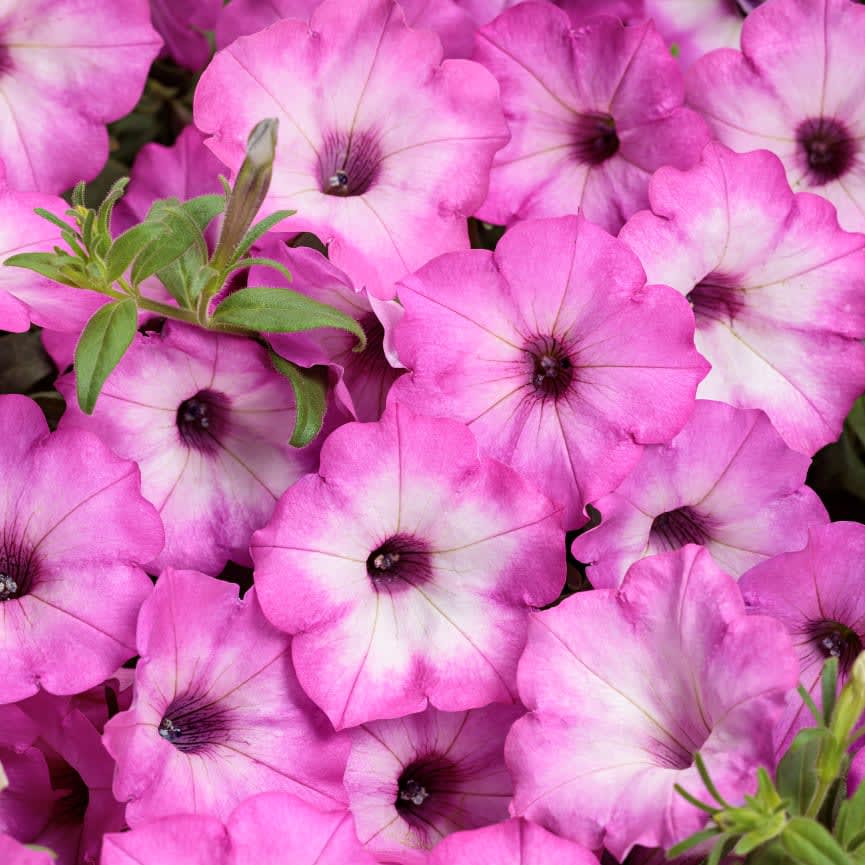 Petunia Supertunia® Tiara™ Pink