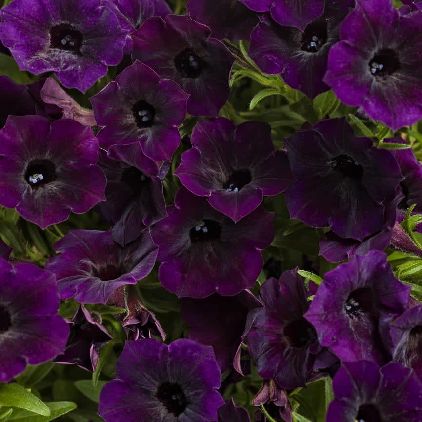 Petunia Supertunia® Mini Vista® Midnight