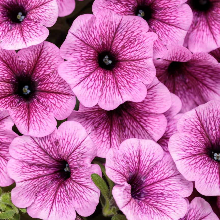 Petunia Supertunia® Mini Vista® Plum Veined