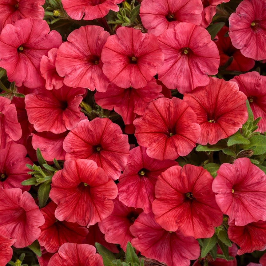 Petunia Supertunia® Mini Vista® Scarlet