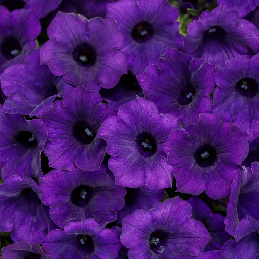 Petunia Supertunia® Mini Vista® Ultramarine