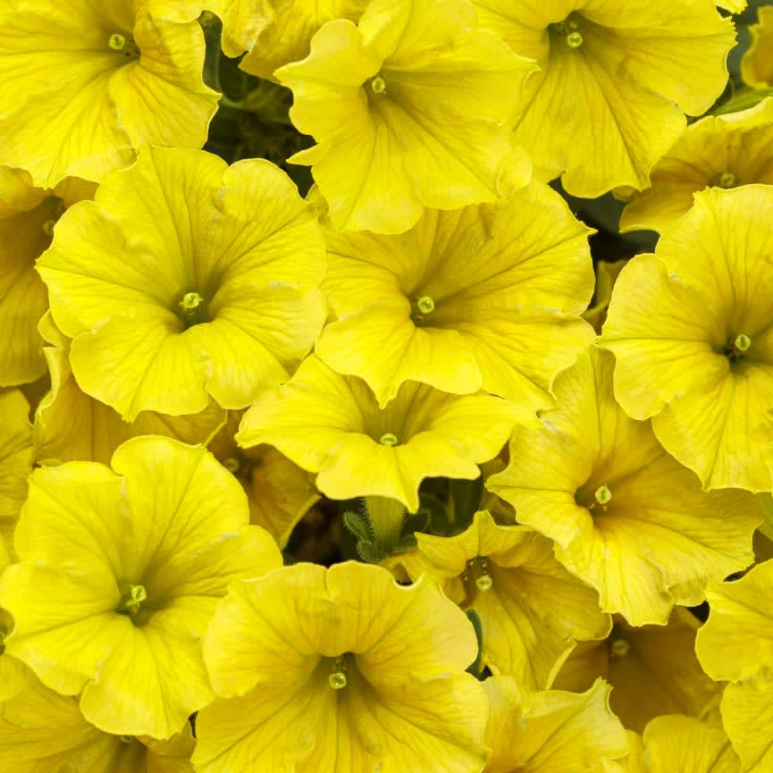 Petunia Supertunia® Mini Vista® Yellow