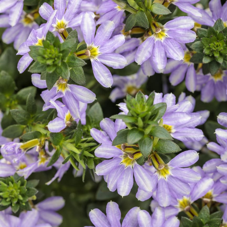 Scaevola Whirlwind® Starlight™