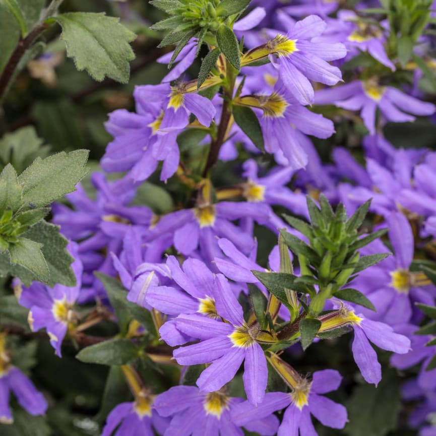 Scaevola Whirlwind® Blue