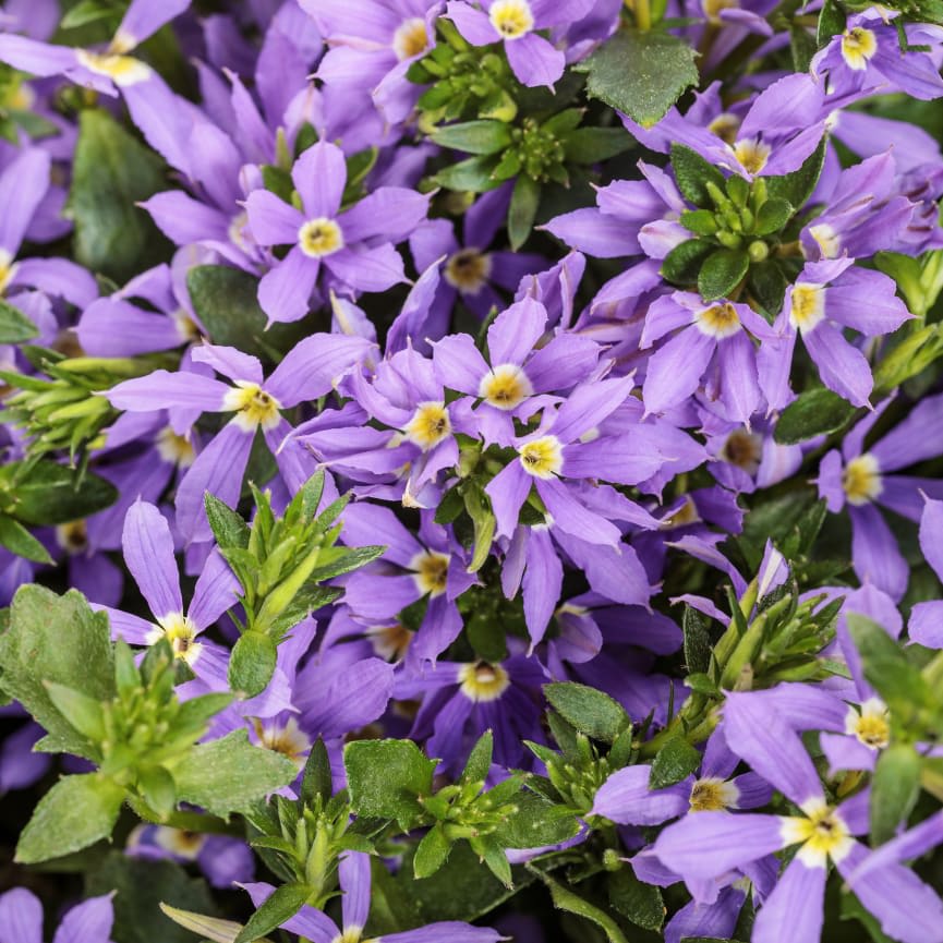 Scaevola Stardiva® Blue