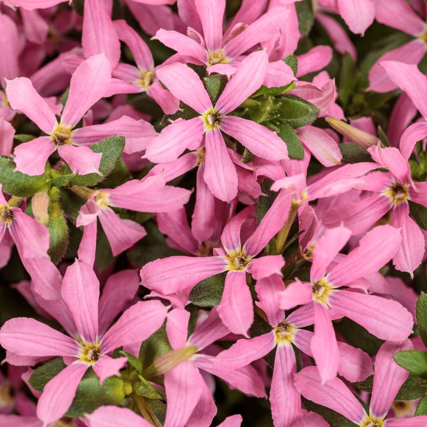 Scaevola Stardiva® Pink