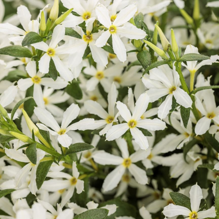 Scaevola Stardiva® White