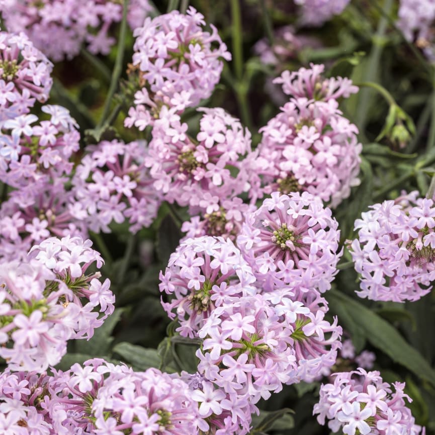 Verbena Cake Pops® Pink