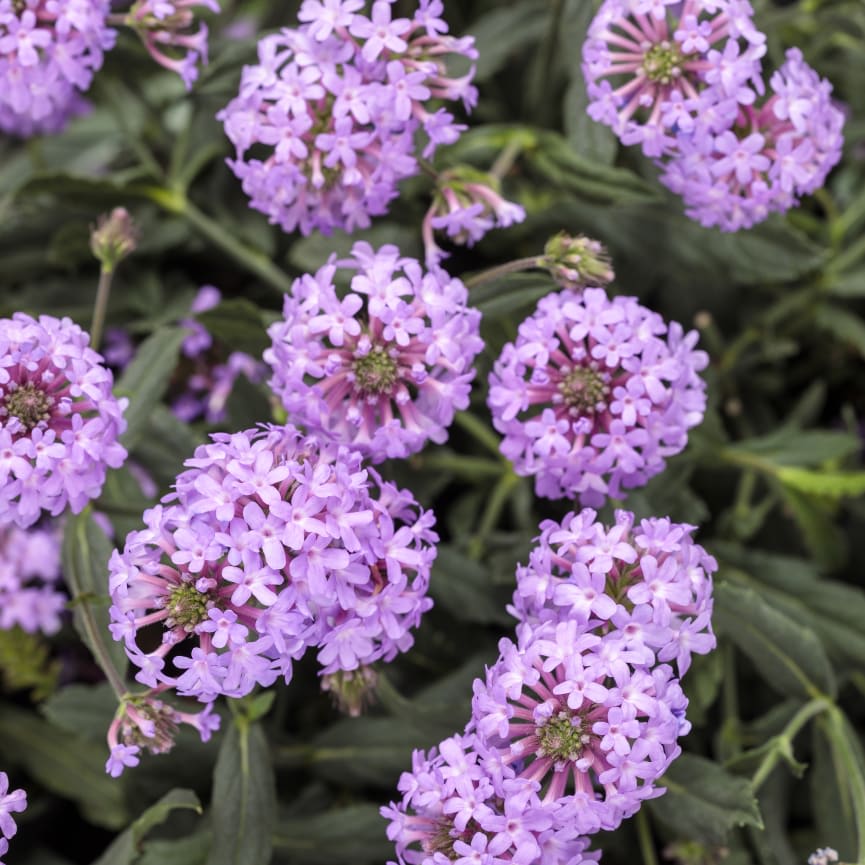 Verbena Cake Pops® Purple