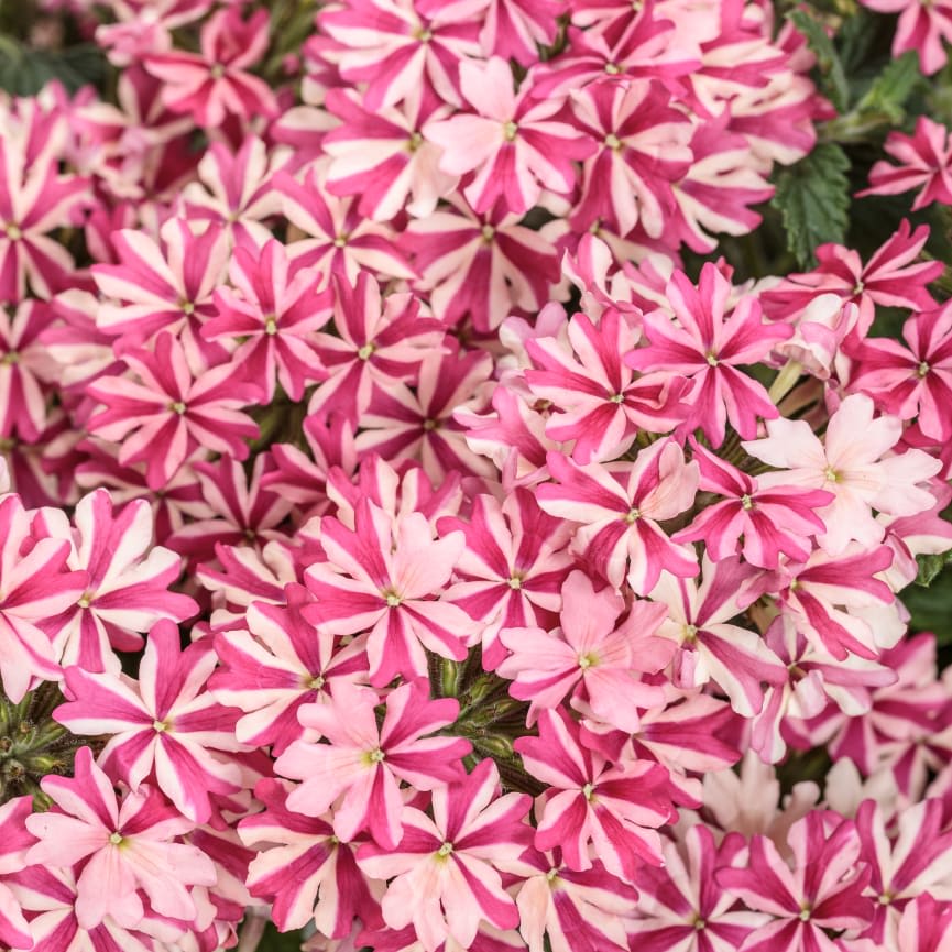 Verbena Superbena® Cherryburst