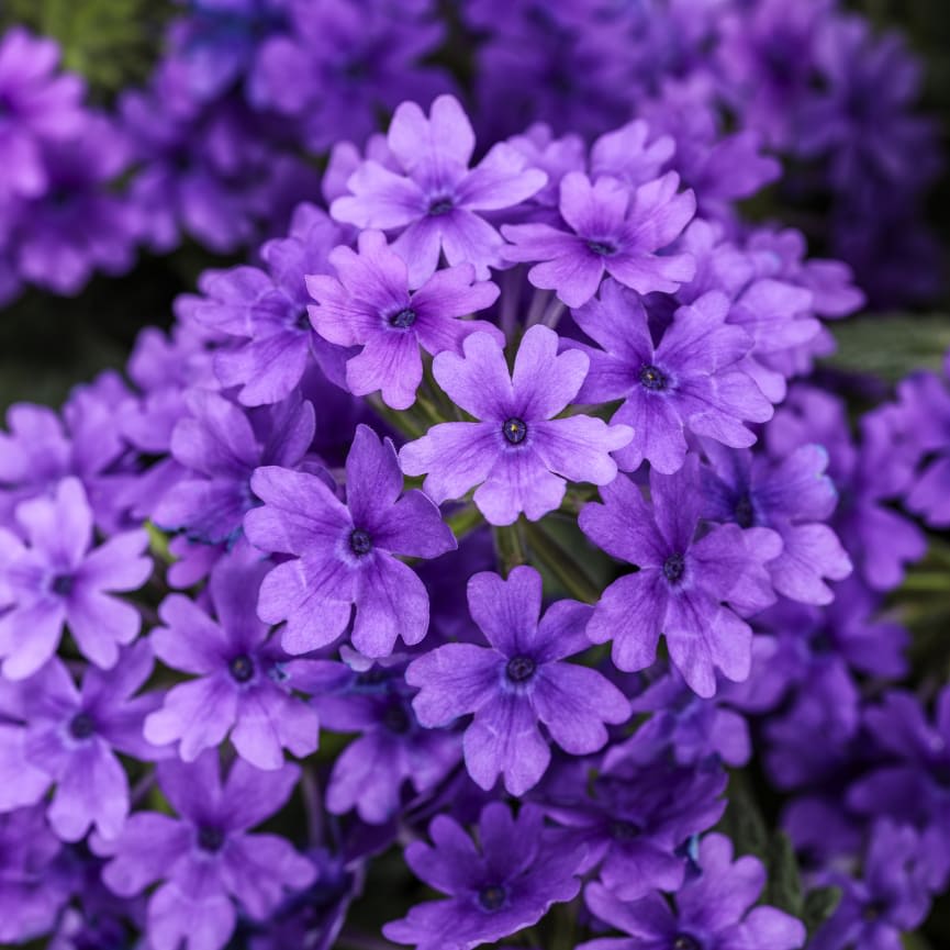 Verbena Superbena® Cobalt™