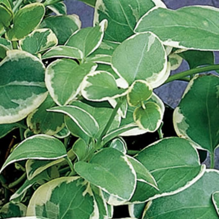 Proven Accents® 'Variegata'